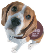 ���޼���